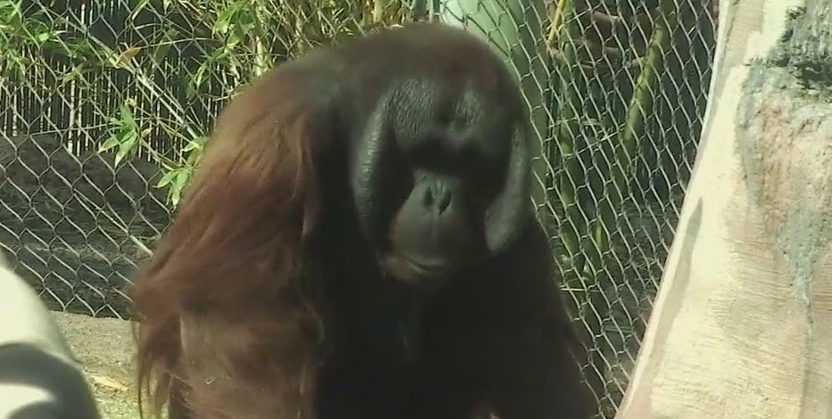 New measures are in place at Phoenix Zoo to keep its animals safe from COVID-19