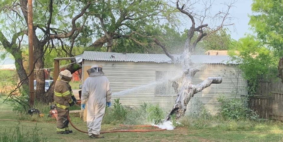 Aggressive swarm of bees attack and kill man