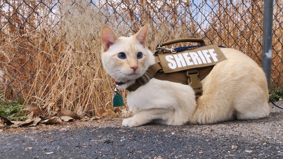 Sheriff Department April Fools' Joke Trades K-9's for Cute Police Felines