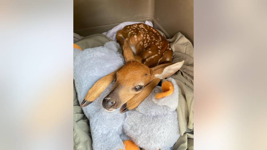 Just A Few Days Old, This Abandoned Baby Deer Is Now Safe At WFFT