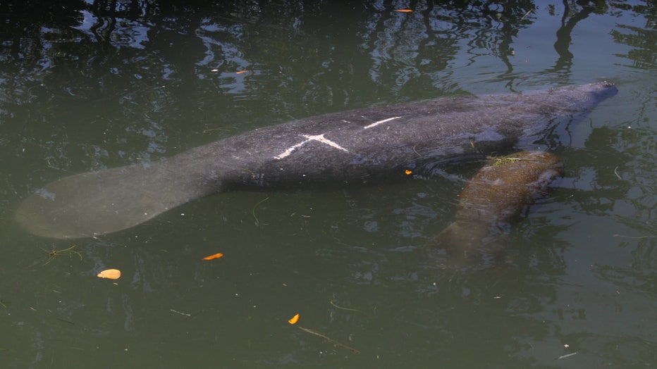 mote-marine-manatee-mom-and-baby.jpg