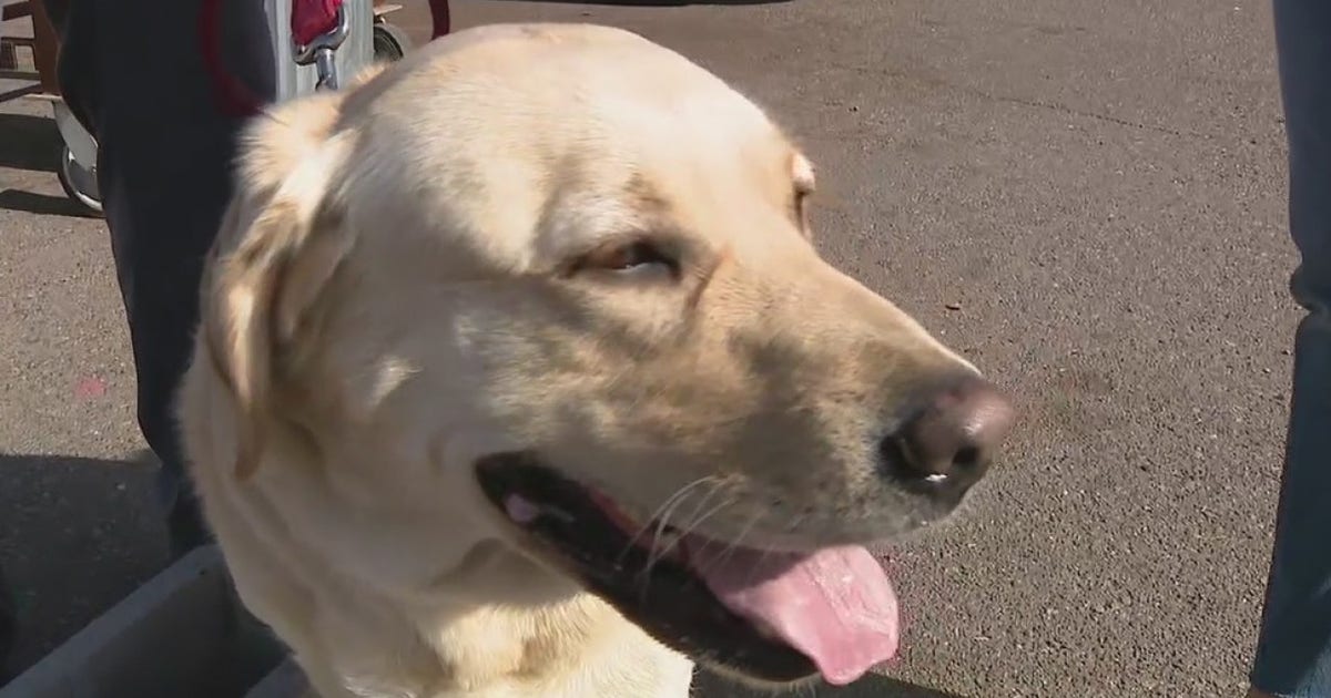 Phoenix arson dog team completes annual certification | FOX 10 Phoenix