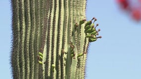 Arizonans are seeing unusual saguaro blooms, and experts aren't sure why