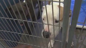 Pinal County animal shelter overflowing with pets; may have to rethink no-kill policy
