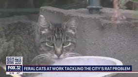 Chicago's newest defense against rats: Unleash the cats