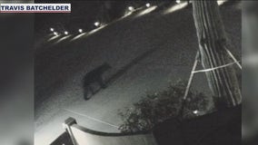 Black bear sighted in North Phoenix neighborhoods