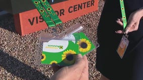 Mesa becomes first city in the U.S. to adopt 'Sunflower Program' to identify those with hidden disabilities