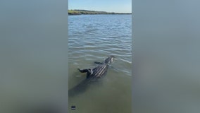 ‘Surprise, surprise’: Fisherman catches alligator in SC saltwater marsh