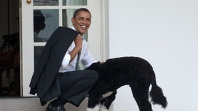 The Obamas announce death of beloved dog, Bo, after battle with cancer