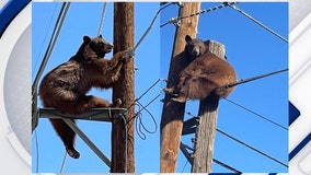 Loose bear spotted on power poles in southern Arizona