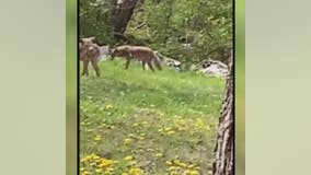 Pack of roaming coyotes leaves Detroit neighborhood rattled