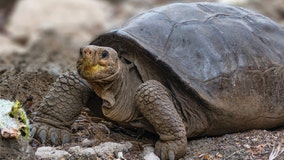 Giant tortoise thought to be extinct more than 100 years ago found in Galapagos