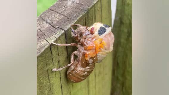 Brood X cicada molts its exoskeleton after emerging from the ground after 17 years