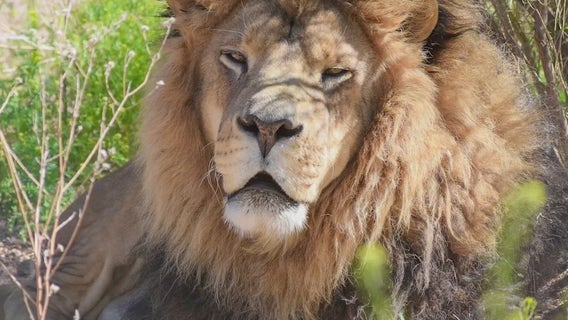 Seven big cats from 'Tiger King' find a new home in Valentine, Arizona