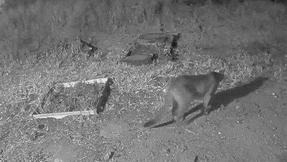 Mountain lion spotted roaming residential streets of San Francisco