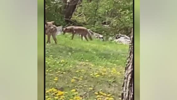 Pack of roaming coyotes leaves Detroit neighborhood rattled