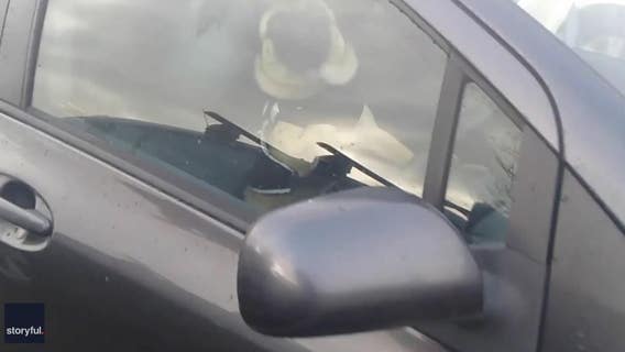 Video shows impatient dog honking car horn