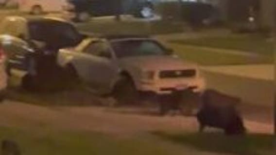 Feral hogs tear up lawns in Orange County, concerning neighbors