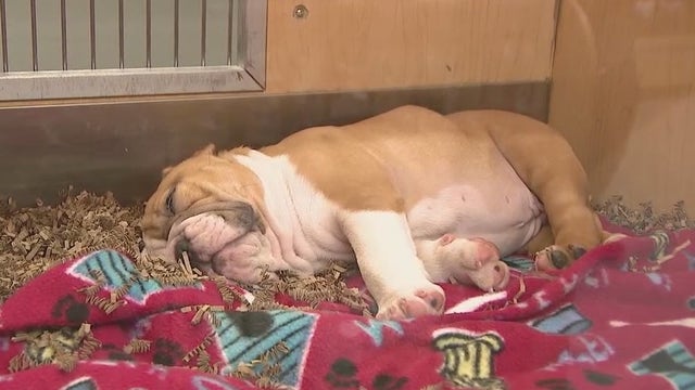 As animal shelters see an uptick in returns, Arizona pet shop helps people become responsible owners