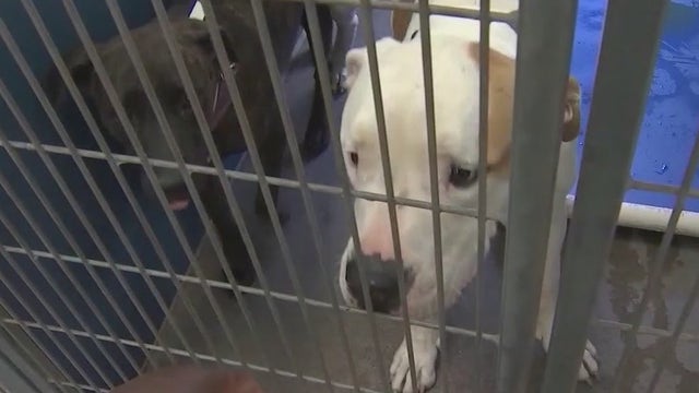 Pinal County animal shelter overflowing with pets; may have to rethink no-kill policy