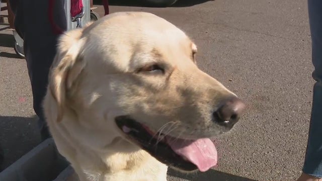 Phoenix arson dog team completes annual certification