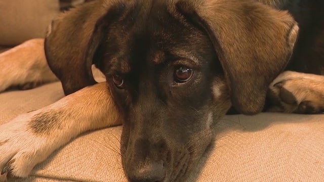 HALO Animal Rescue group helps find forever homes in the U.S. for stray dogs in Mexico