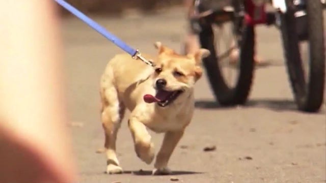 Arizona Humane Society shares tips to keep pets cool this summer