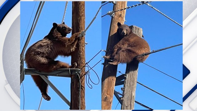 Loose bear spotted on power poles in southern Arizona