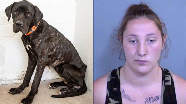 AHS: 15 animals found dead, others severely abused in Phoenix home