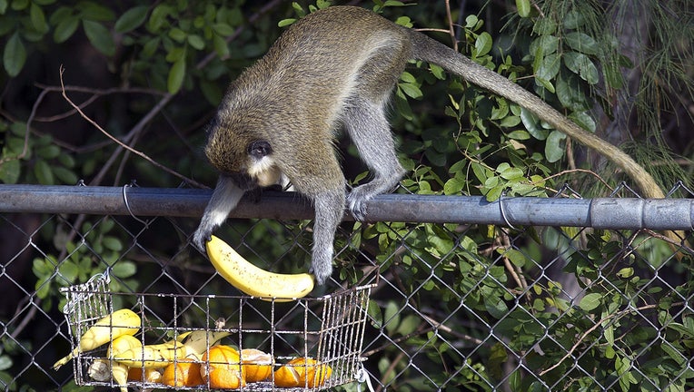 FAU  Origin of Monkeys Living Near an Urban Airport for Decades Confirmed