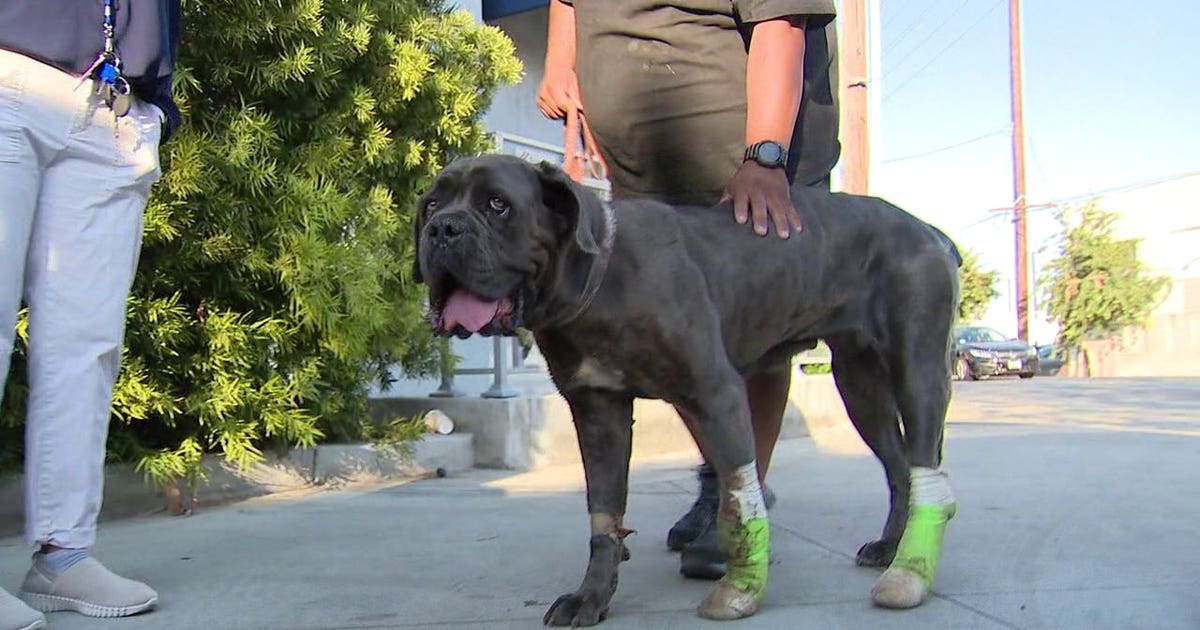 Community helps family pay medical bills for dog shot by LA County ...