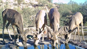 Arizona Game and Fish: Lifesaving water delivered to wildlife expecting to reach 3 million gallons