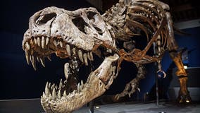 Dinosaurs ‘definitely’ still exist, survey says 46% in US think