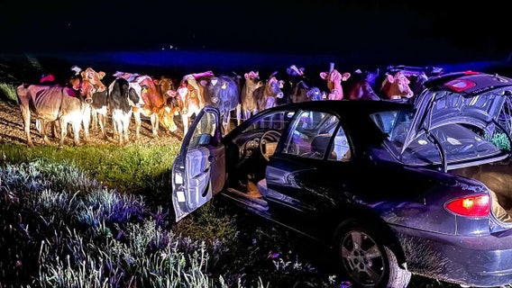 Barron County pursuit: Cow blockade ends in arrest of driver