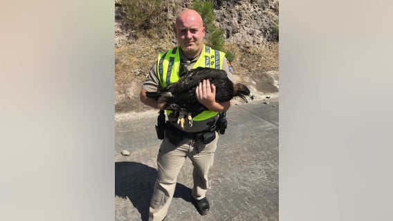 Arizona DPS trooper rescues injured eagle on I-17 near Camp Verde