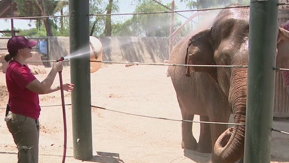 How animals at the Phoenix Zoo are staying cool during the heatwave