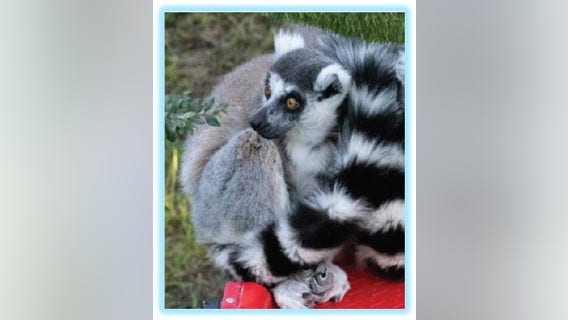 Man accused of stealing lemur from San Francisco Zoo faces federal charges