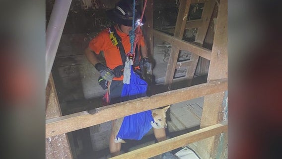 Puppy survives 100-foot fall down mine shaft in Mohave County