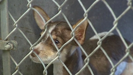 Arizona Humane Society sees rise of distemper cases in dogs