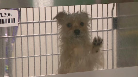 Maricopa County animal shelter at critical capacity, holding free adoption event