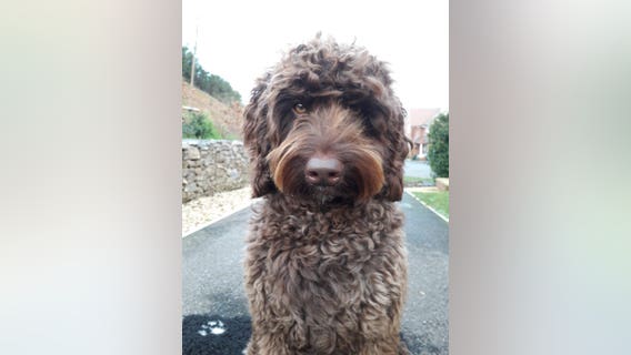 Fire rescue crew's trauma therapy dog helps save suicidal woman's life