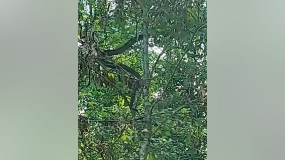 Louisiana farmer mistakes massive snake for 'tree branch'