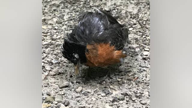 Mysterious illness in birds causes death, blindness in Ohio, Northeast