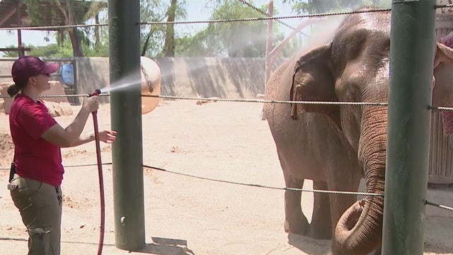 How animals at the Phoenix Zoo are staying cool during the heatwave