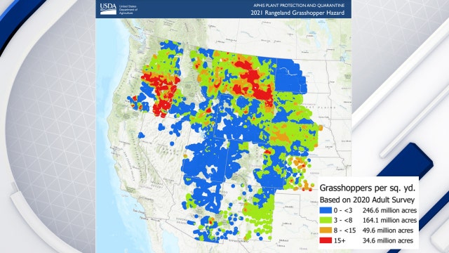 Western drought brings another woe: voracious grasshoppers