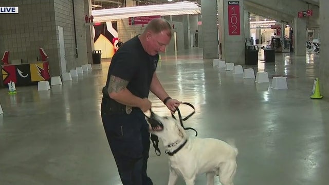 Dozens of K-9 teams hold police dog training at State Farm Stadium in Glendale