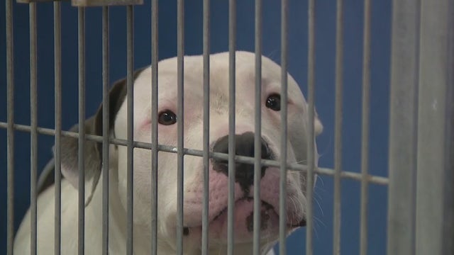 Maricopa County awards $27M for new animal shelter in Mesa