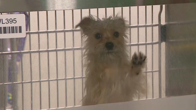 Maricopa County animal shelter at critical capacity, holding free adoption event
