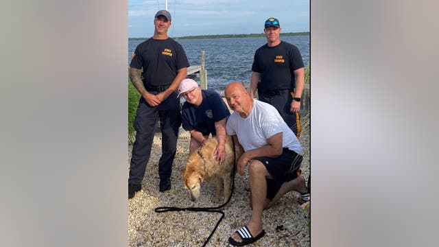 Golden retriever missing for 2 weeks found swimming in bay by NJSP, reunited with owners
