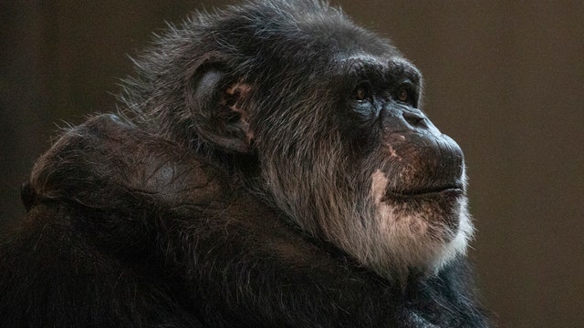 San Francisco Zoo announces death of Cobby, oldest male chimpanzee in U.S.
